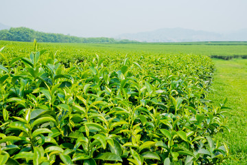 Tea Plantation, Oolong tea farm, green landscape background, green leaf