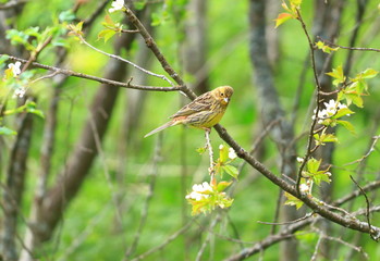 Yellowhammer