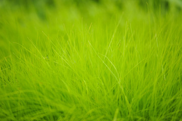 Fototapeta premium Fresh green grass close up.