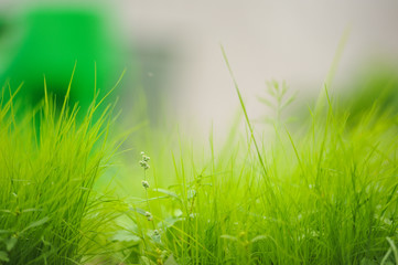 Fresh green grass close up.