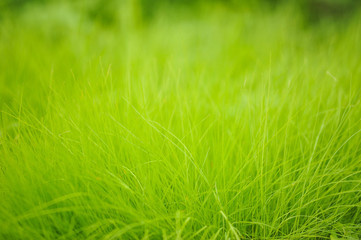 Fresh green grass close up.