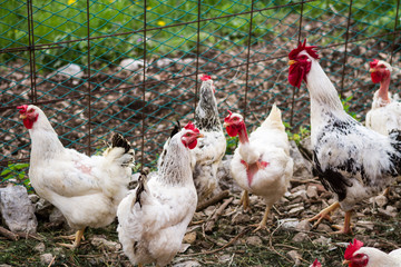galli e galline nel pollaio