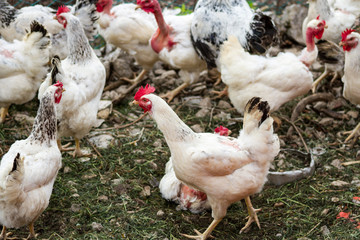 galli e galline nel pollaio