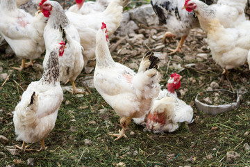 galli e galline nel pollaio