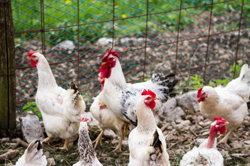 galli e galline nel pollaio