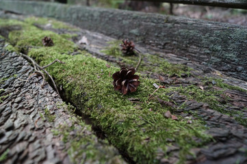 Tannenzapfen auf Moos