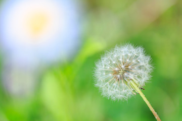植物 花 たんぽぽ