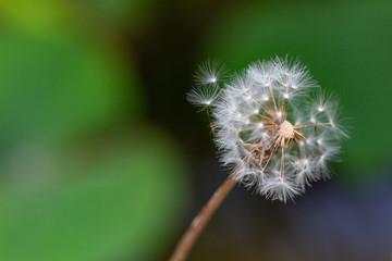 植物 花 たんぽぽ