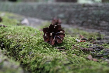 Tannenzapfen auf Moos