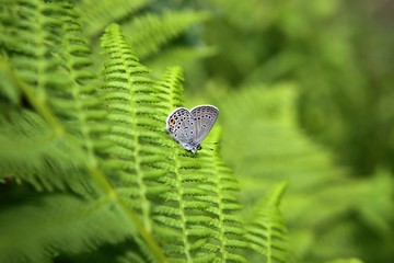 Common blue butterfly, Plebeius icarus