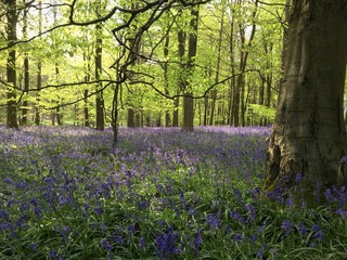 Bluebells in woodland in the springtime