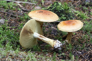 Cortinar webcap mushroom, Cortinarius aureofulvus