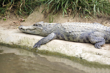 The crocodile lying on the river bank