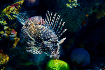 lion fish, fish at aquarium, under water, animals