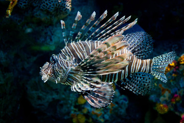 lion fish, fish at aquarium, under water, animals