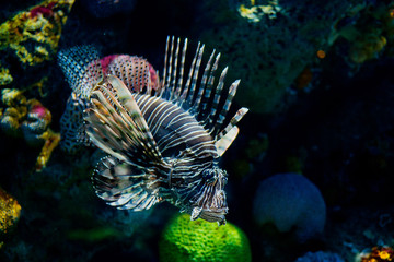lion fish, fish at aquarium, under water, animals