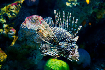 lion fish, fish at aquarium, under water, animals