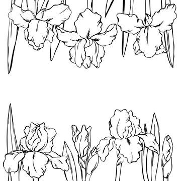 vector contour iris  flowers coloring book border frame pattern