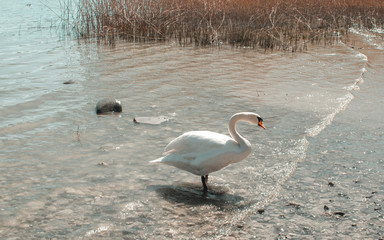 Swan (Cygnus) on Lake Constance in Germany. Europe