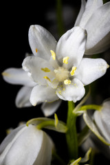Naklejka na ściany i meble Wood Hyacinth Bloom