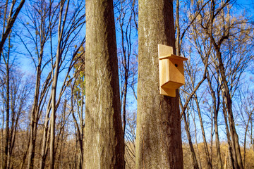 spring forest scenery with birdhouse on the tree trunk 