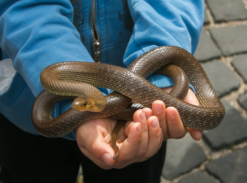 Bambino con in mano un serpente per la festa di San Domenico o dei serpari a Cocullo, Abruzzo, Italia