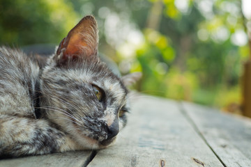 cats on the ground