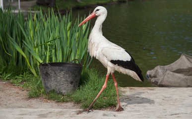 White Stork Dam