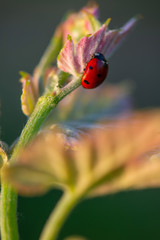 Macro of a Red Ladybug in vineyard on green wine leaf defocused background