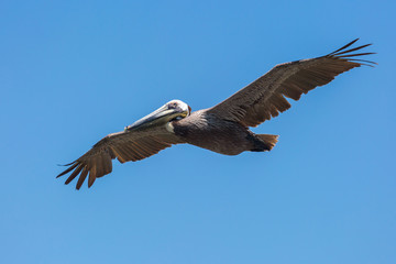 Flying Brown Pelican with blue sky in background.