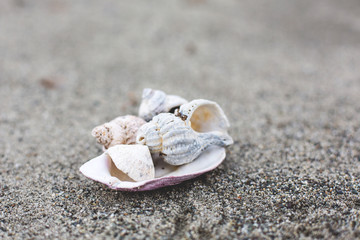 Image of several Sea shells on the sand beach background.