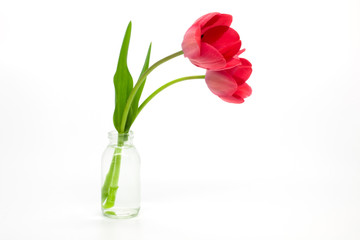 Beautiful red tulips on white background