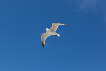 Eine Möve im Flug sehr gross von unten