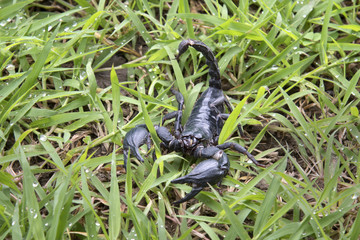 Scorpion on nature background in courtyard.