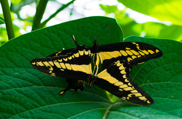 Two Butterflies, One Leaf