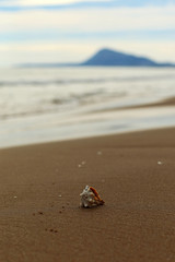 Seashell on the seashore