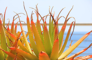 succulent plant in front of the sea