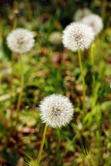 Dandelions in spring