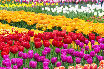 Many Multicolored Tulips