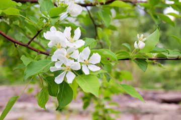 Яблоня в цвету