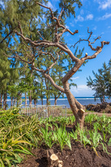 l'emblématique flamboyant de Saint-Leu déraciné par la tempête Fakir, Réunion 
