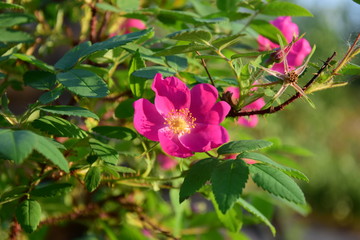 Шиповник в цвету