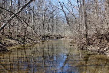 The reflecting bare trees off the water of the creek.