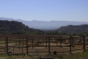 rancho catalan 
