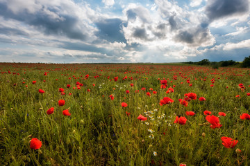 Naklejka premium Poppy field