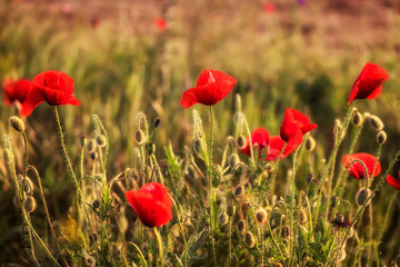 Poppy field