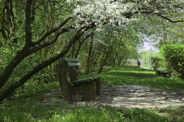 Bench under blossoming tree in spring. Bench under blooming branches in park.