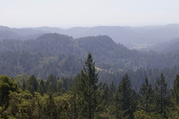Armstrong Redwoods State Natural Reserve, California,  United States - to preserve 805 acres (326...