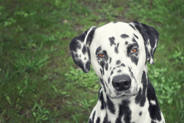 Portrait of adorable dalmatian dog