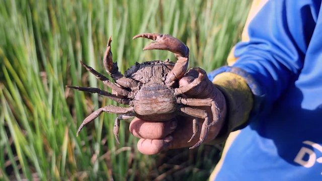 Bottom view of a mud crab caught in paddy field ( extreme closeup )